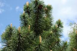 Resize of DSC04302.JPG